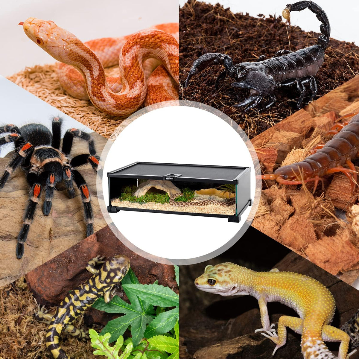 REPTIZOO Small Reptile Tank 20" X 12" X 6" Glass Reptile Terrarium with Top Feeding Habitat for Snake Spider